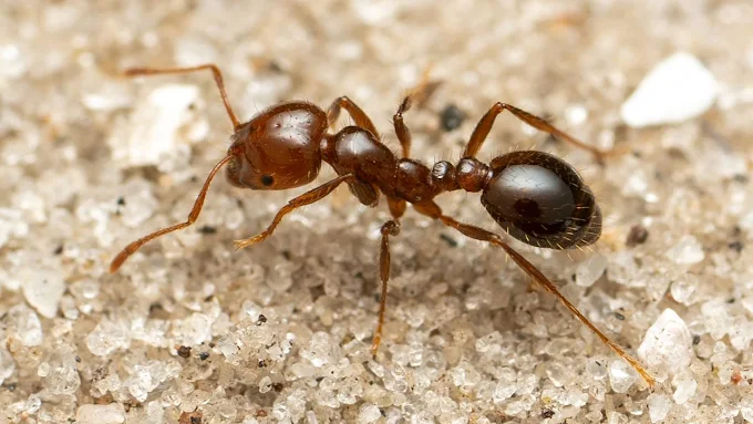 Michael's Termite & Pest Control work photo &mdash; The Villages & Ocala, Florida
